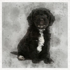 Hund - Cockapoo schwarzer Stoff Handwerk Paneele in 100 % Baumwolle oder Polyester - Bild 1 von 1