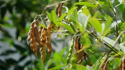 *RARO* Semillas de guisante de paloma, cultivadas en Florida, gándulas, orgánicas, 20+ semillas de reliquia Foto 1 de 4