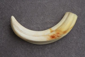 UN COLMILLO DE JABALÍ COMÚN REAL Phacochoerus africanus (diente, talla, pipa) - Imagen 1 de 12