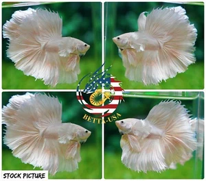 Live Betta Fish High Quality Halfmoon Platinum White Dumbo - USA Seller - Picture 1 of 1