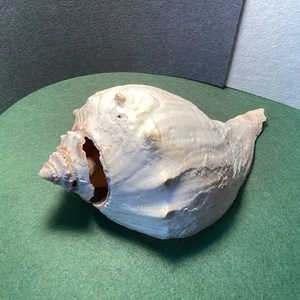 8” Conch Seashell - Picture 1 of 5
