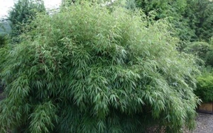 50 Bamboo Seeds Privacy Plant Garden Clumping Shade Screen "Dragon Head" - Picture 1 of 24