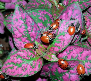 1500 Live Ladybugs + Nature Nectar Guaranteed Live Delivery Best Gift Garden - Picture 1 of 8