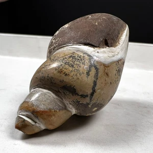 44 Gr Natural Rough Gastropod w/ Dendritic Sea Shell Fossil Mollusca - Picture 1 of 12