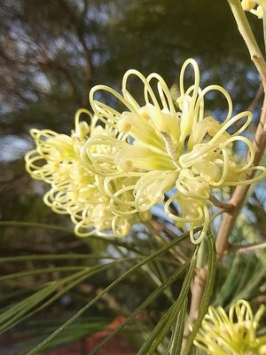 YELLOW FLOWERING SILKY OAK SEEDS GREVILLEA BANKSII NATIVE HARDY - Image 1 of 3