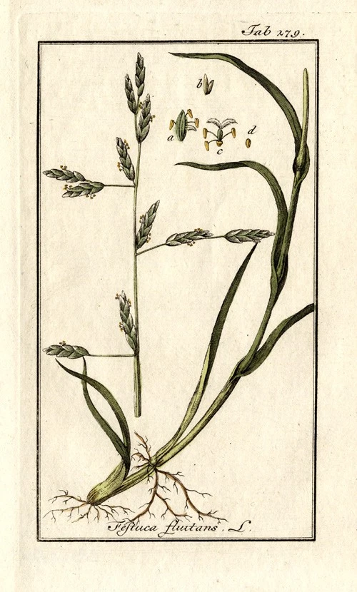 Estampado botánico antiguo - FESTUCA - MANNAGRASS DE AGUA - Zorn - 1796 Foto 1 de 1