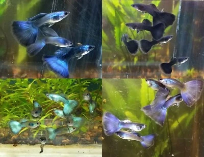 12x Surtido Masculino Moscow Guppy Pack Foto 1 de 4
