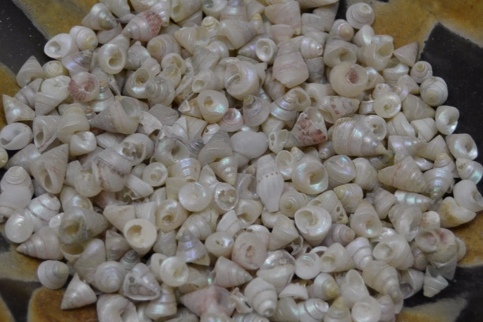 1000+ PCS WHITE TINY BABY PEARL TROCHUS SEA SHELL BEACH CRAFT 1 LB #7528 - Image 1 of 1