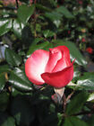 Rosa Nostalgie ® - Hochstammrose Nostalgie ® - Tantau Rose
