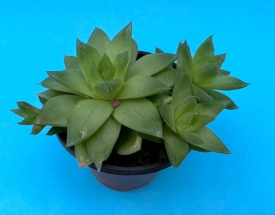 ¡NUEVO PRECIO MÁS BAJO! Haworthia cymbiformis v. planifolia GRAN GRUPO CON 6 CABEZAS Foto 1 de 1