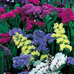 MEZCLA DE LIMONIUM SINUATUM - SECO ESTÁTICO (180 SEMILLAS) - Imagen 1 de 7