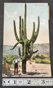 Antique Postcard Giant Cactus El Paso Texas Balboa Stamp  - Picture 1 of 2