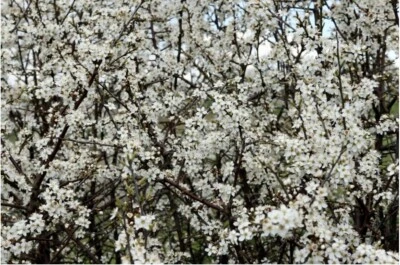 BLACKTHORN TREE CUTTINGS [Rooting/Grafting] - Image 1 of 3