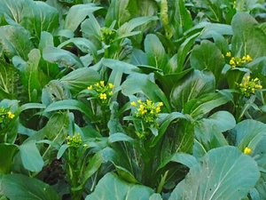2000+ Seeds Yu Choy Sum | Cải Ngọt | Choi Sum Chinese Flowering Cabbage Veggies - Picture 1 of 4