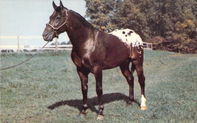 1970 NC Paisanos Bold Star Appaloosa Stallion Horse Fair Oak Farms Postcard N04 - Image 1 of 2