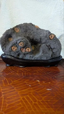 Piedra crisantemo japonesa SUISEKI 8,6 pulgadas de ancho visión natural Kikkaseki Foto 1 de 4