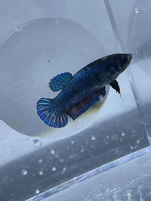 (5) Cartel Betta Super VIP Luchadoras 5 Mujeres **Campeón Bloodline** Hermandad Foto 1 de 4