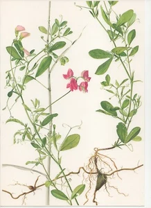 STAMPA BOTANICA VINTAGE, ANNI '70 - FIORI E PIANTE: LATIRO TUBEROSO - Foto 1 di 1