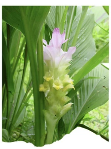 3-Ginger Curcuma Petiolata Hidden Pink Flowering One Rhizomes - Picture 1 of 2