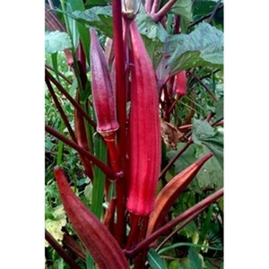 Red Burgundy Okra Seeds | Organic - Picture 1 of 1