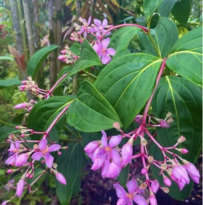 Medinilla Apoensis "Philippine Pink” Live Flowering Plant - Image 1 of 4