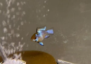 Balloon Bodied Electric Blue Rams Pre-Breeders, dwarf cichlid, live fish - Picture 1 of 10