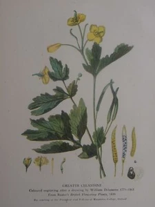 Wild Flowers in Britain GREATER CELANDINE from Baxter's 1839 engraving - Imagen 1 de 4