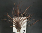 Dyed+Brown+Grizzly+Saddle+Hackle+piece+THIN+DRY+FLY+TYING+FEATHERS+%237