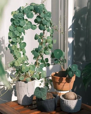 Stephania erecta hybrid  Large about  8cm diameter 🏵️ Climbing Form succulent - Image 1 of 4