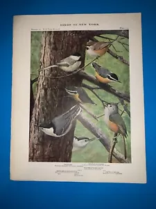 Birds of New York - antiker Druck - Chickadee Arcadian Chickadee -1909- 1910 - Bild 1 von 1