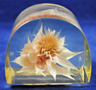 Vintage Taxidermy Stylish THISTLE PLANT in Crystal Clear Resin Glass PAPERWEIGHT