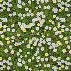 Crafts Fabrics Klimt Daisy Chain on Grass Green 100% Cotton Digital Fabric - Picture 1 of 1