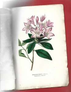 1839 ANNALES DE FLORE ET DE POMONE 4 GRAVURES REHAUSSEES . - Imagen 1 de 6