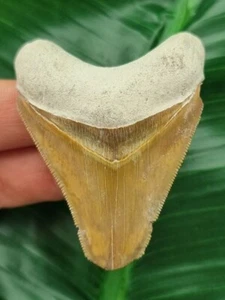 5,7 cm Diente Marrón del Megalodón del Valle de los Huesos - Tiburón Diente de Tiburón Fósil - Imagen 1 de 8