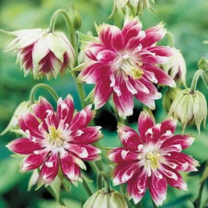 130 Columbine Nora Barlow Perennial Seeds of The Brooklyn Botanical Garden Club! - Picture 1 of 11
