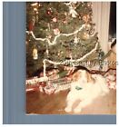 FOUND COLOR PHOTO F_7431 DOG LAYING BY CHRISTMAS TREE