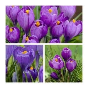 Crocus Remembrance Flower Bulbs. Large Pretty Colourful Purple Spring Flowers. - Picture 1 of 5