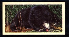 Brooke Bond Asian Wild Life (1962) Sloth Bear No. 22