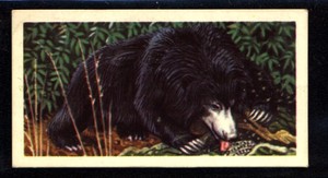 Brooke Bond Asian Wild Life (1962) Sloth Bear No. 22