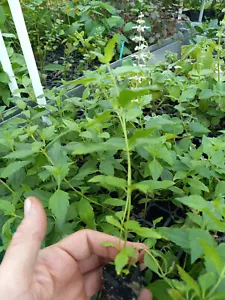 Mexican Dream Catching Herb ONE Live Plant "Calea Zacatechichi" free shipping - Picture 1 of 2