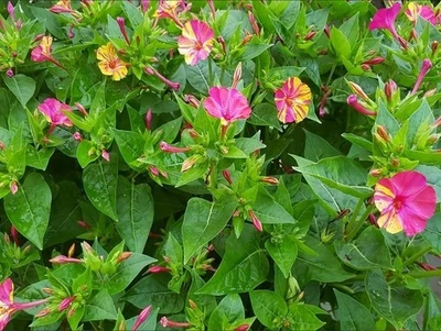 Wunderblume Mirabilis Jalapa je 50 Samen  Bunt für Beet & Balkonbepflanzung - Bild 1 von 4