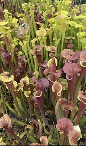 Sarracenia, Starter Pack, Species And Hybrids 5 Plants - Picture 1 of 4