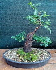 Prebonsai di Prunus sinensis H. 40
