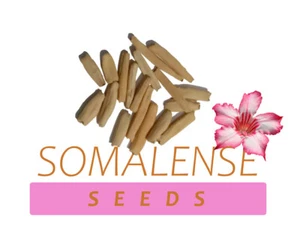 Somalense Hybrid  Rare Adenium Somalense Tower Form Desert Rose  Track - Picture 1 of 10