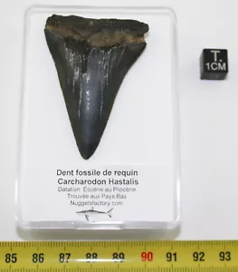 Dent fossile de requin Carcharodon Hastalis (Pays Bas-5.8 centimètres - 104 ** ) - Imagen 1 de 7