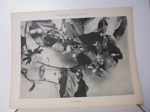Botanique: Gravure noir et blanc in folio PASSIFLORE - Picture 1 of 1