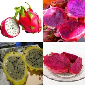 20+ seeds Dragon fruit pitaya seeds mix 4 kinds 5 yellow,5 red,5 white,5 purple  - Picture 1 of 12