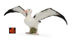 Wandering Albatross Sea Bird Model by CollectA 88765 Brand New