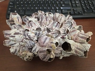 PURPLE BARNACLE CORAL CLUSTER SEA SHELL REEFTANK AQUARIUM DECOR - Image 1 of 4