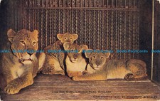 R055343 Lion and Cubs. Lincoln Park. Chicago. Woodruff and Stanley. V. O. Hammon